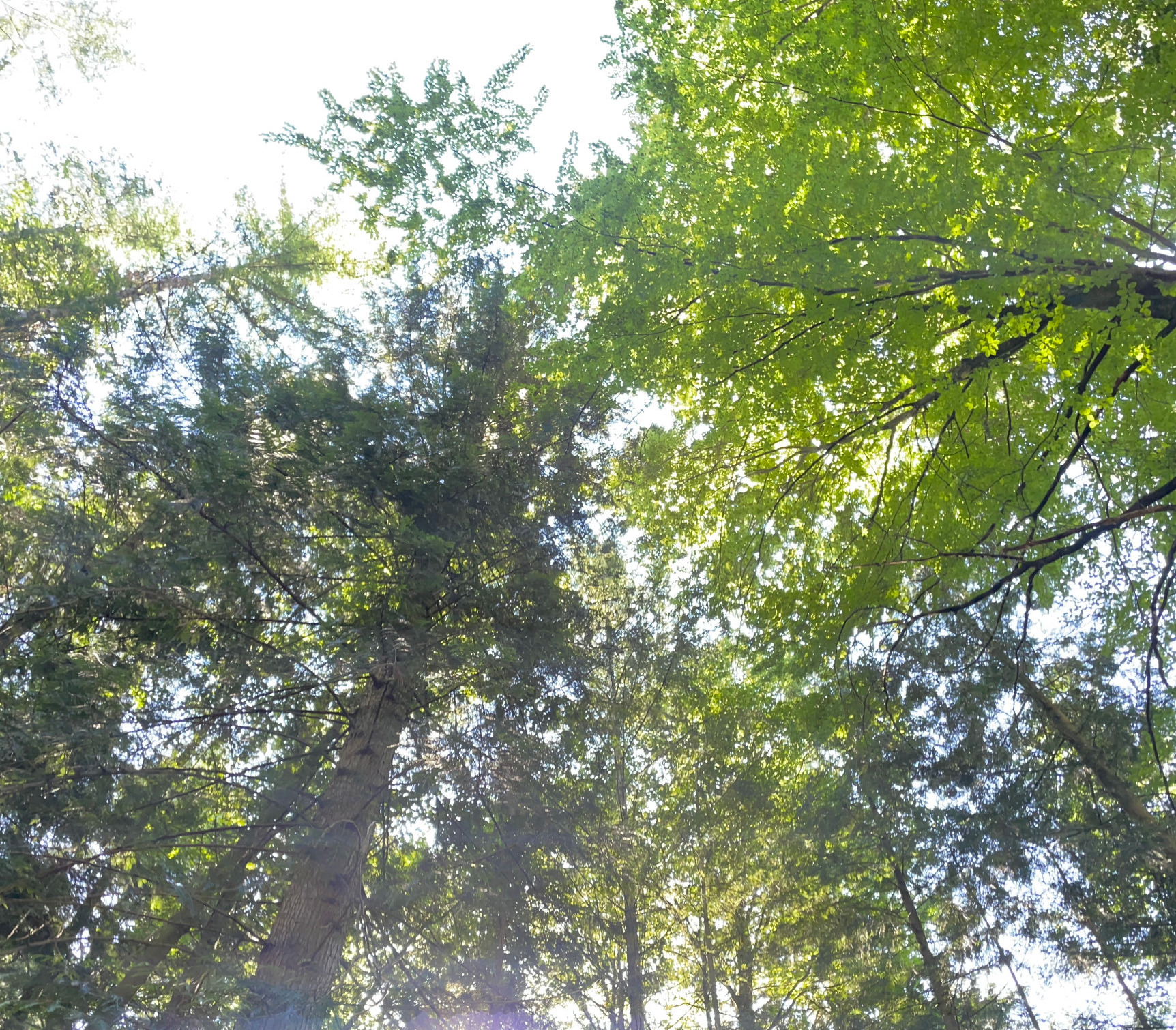 Strong tree roots with a delicate feather on moss, symbol of strength and lightness