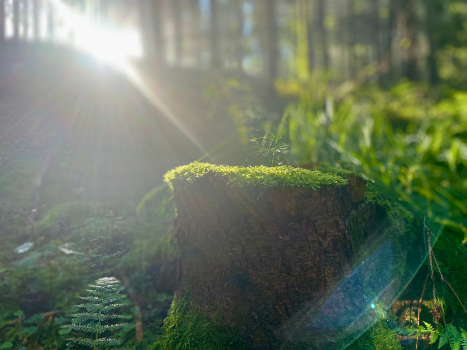 Strong tree roots with a delicate feather on moss, symbol of strength and lightness